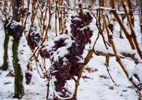 ice vines|ice wine grapes.